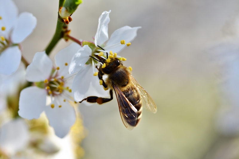 jardinerie-TOURRETTES-min_bee-4092986